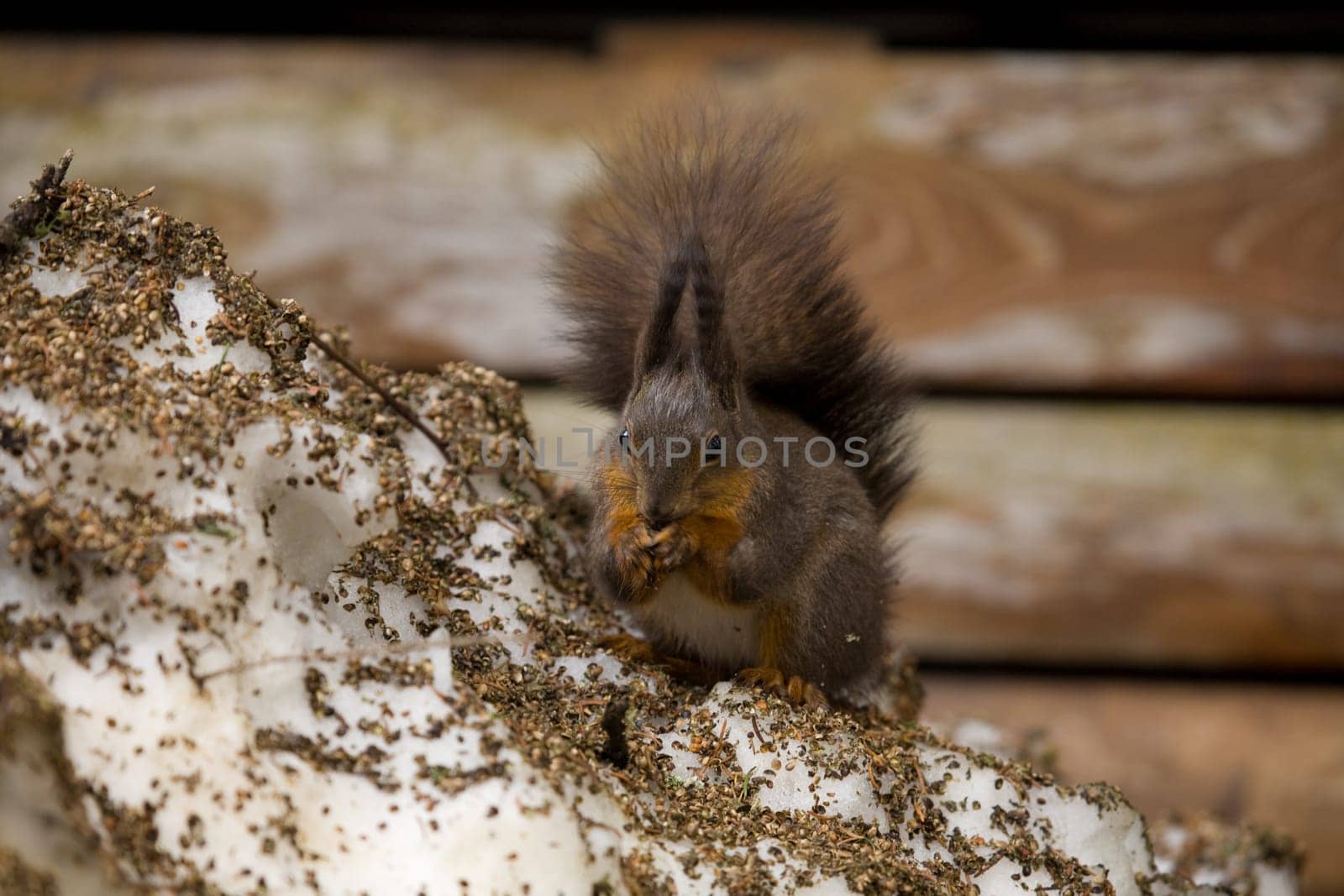 Squirrel