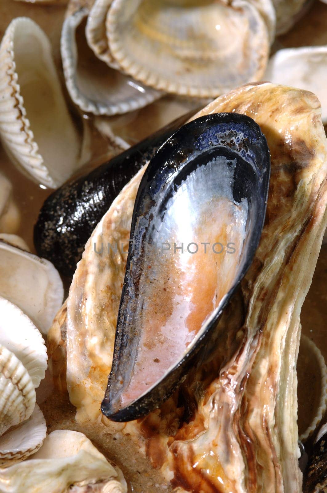 shells