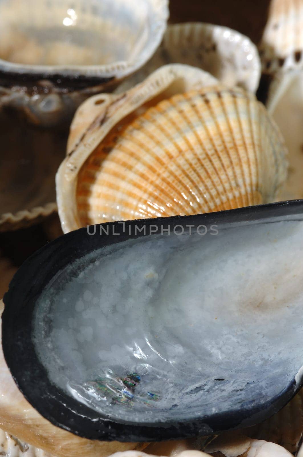 shells