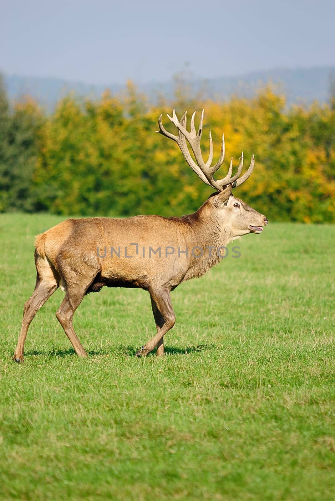 Deer 1
