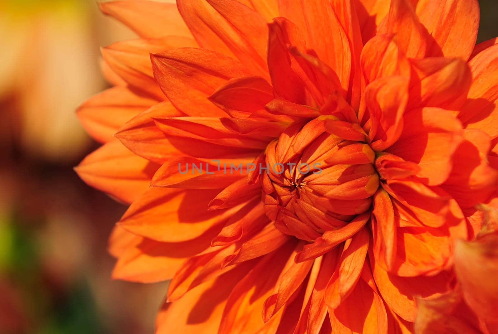 Dahlia Show 11