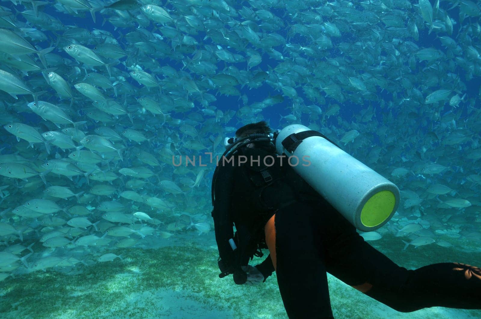 School of fish and diver