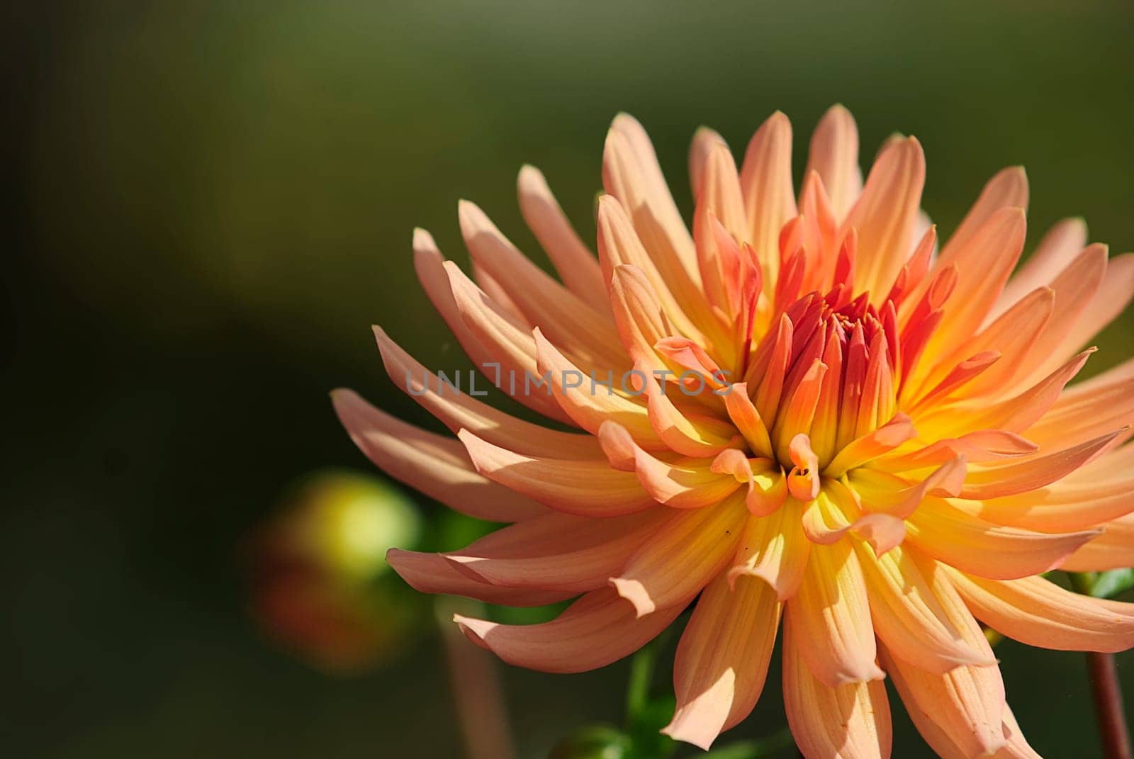 Dahlia Light