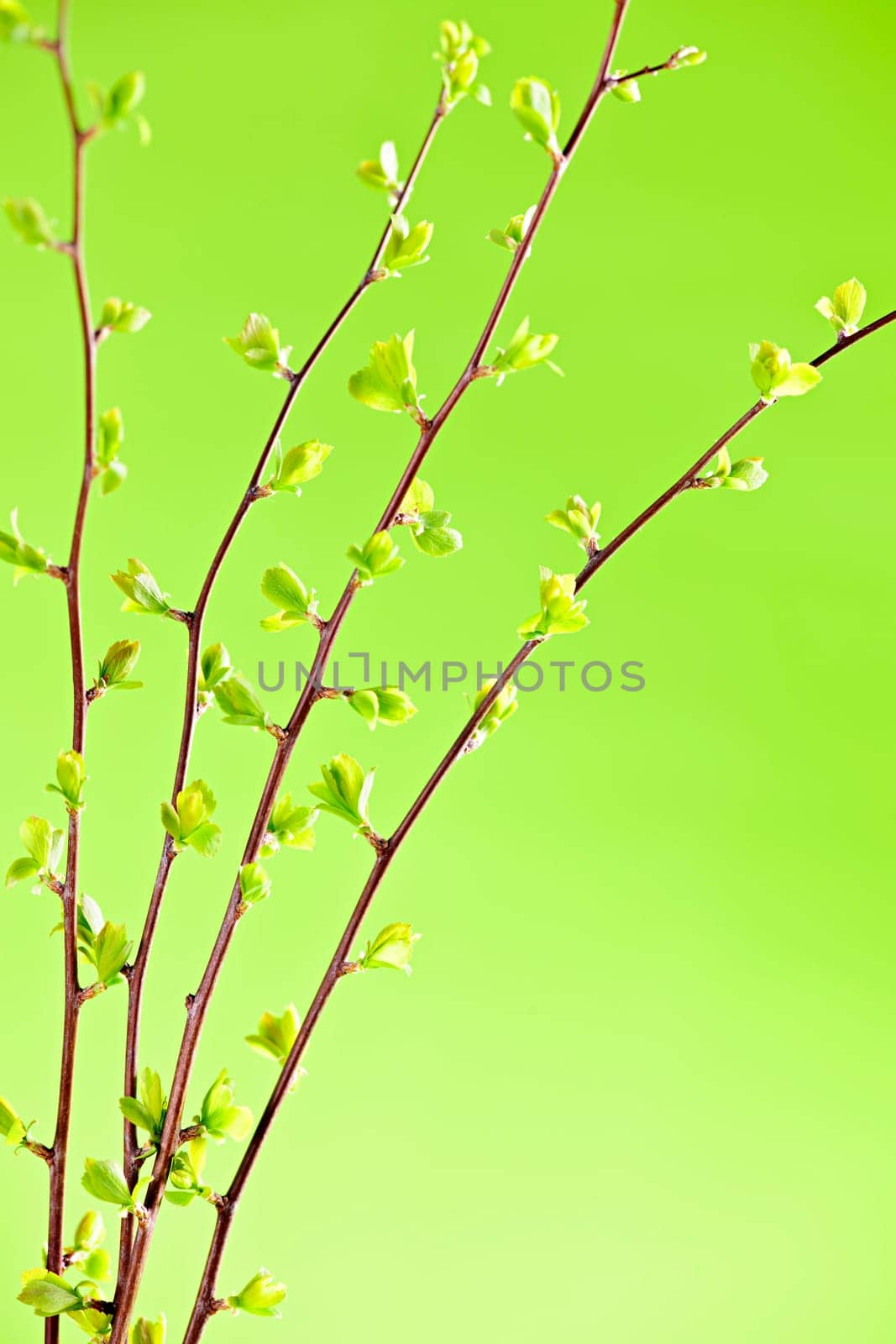 Branches with green spring leaves