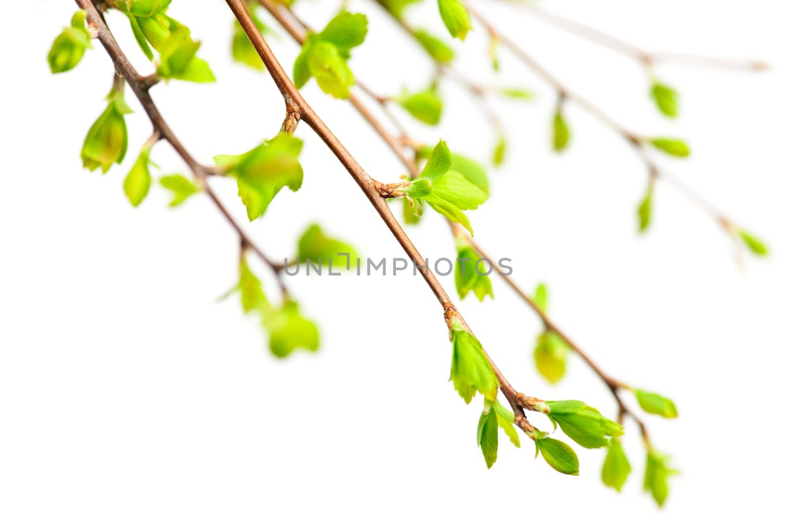 Branches with green spring leaves