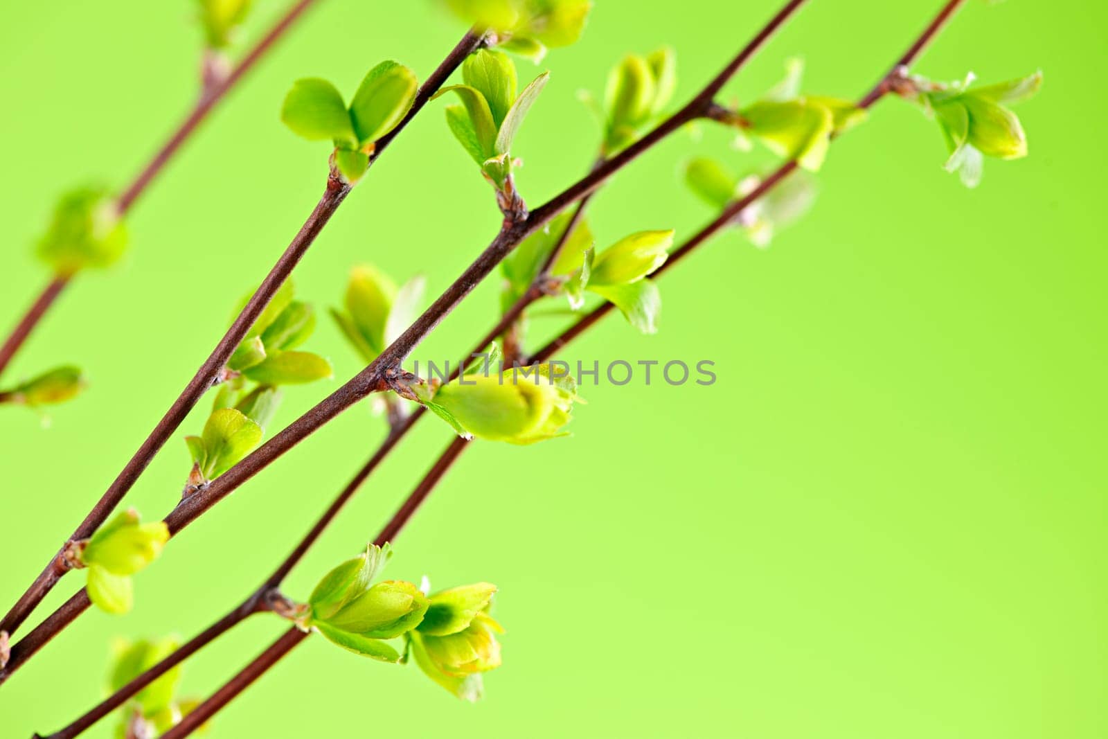 Branches with green spring leaves