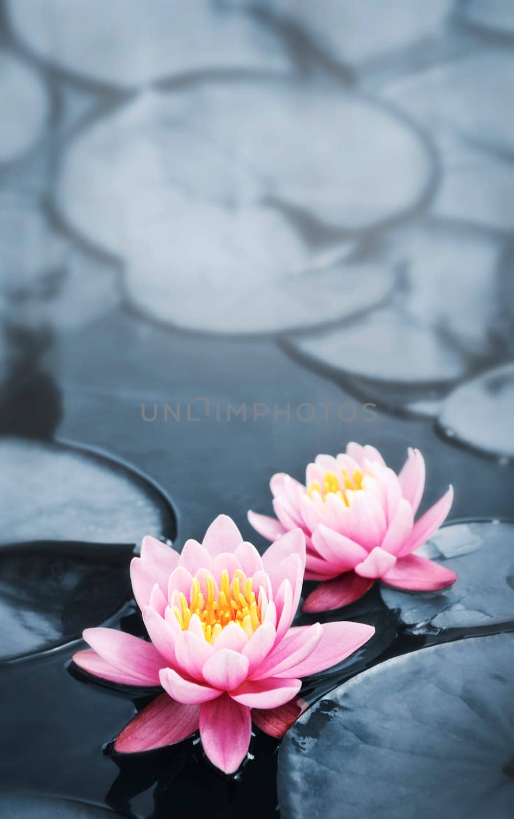 Lotus blossoms