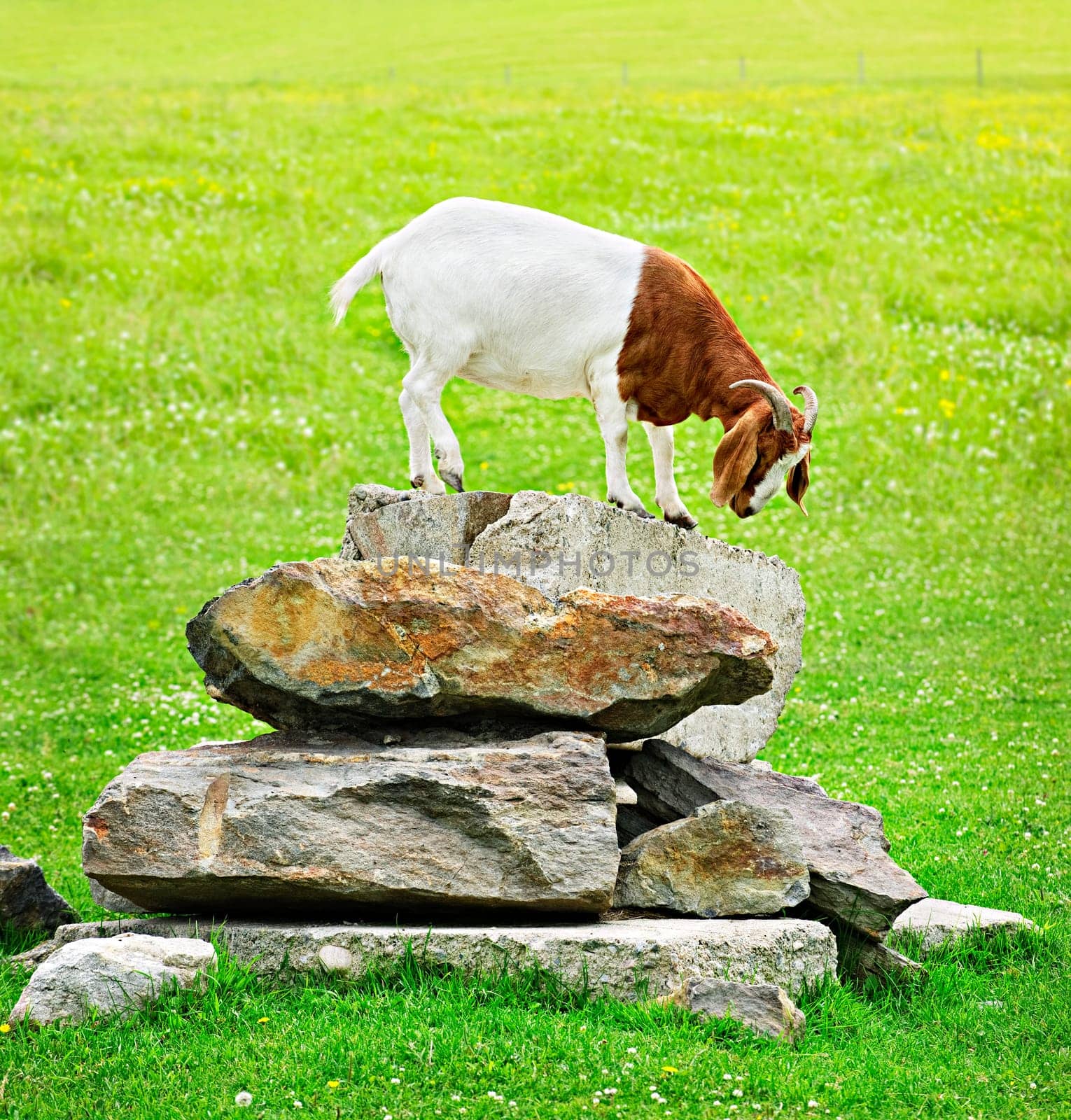 Funny goat
