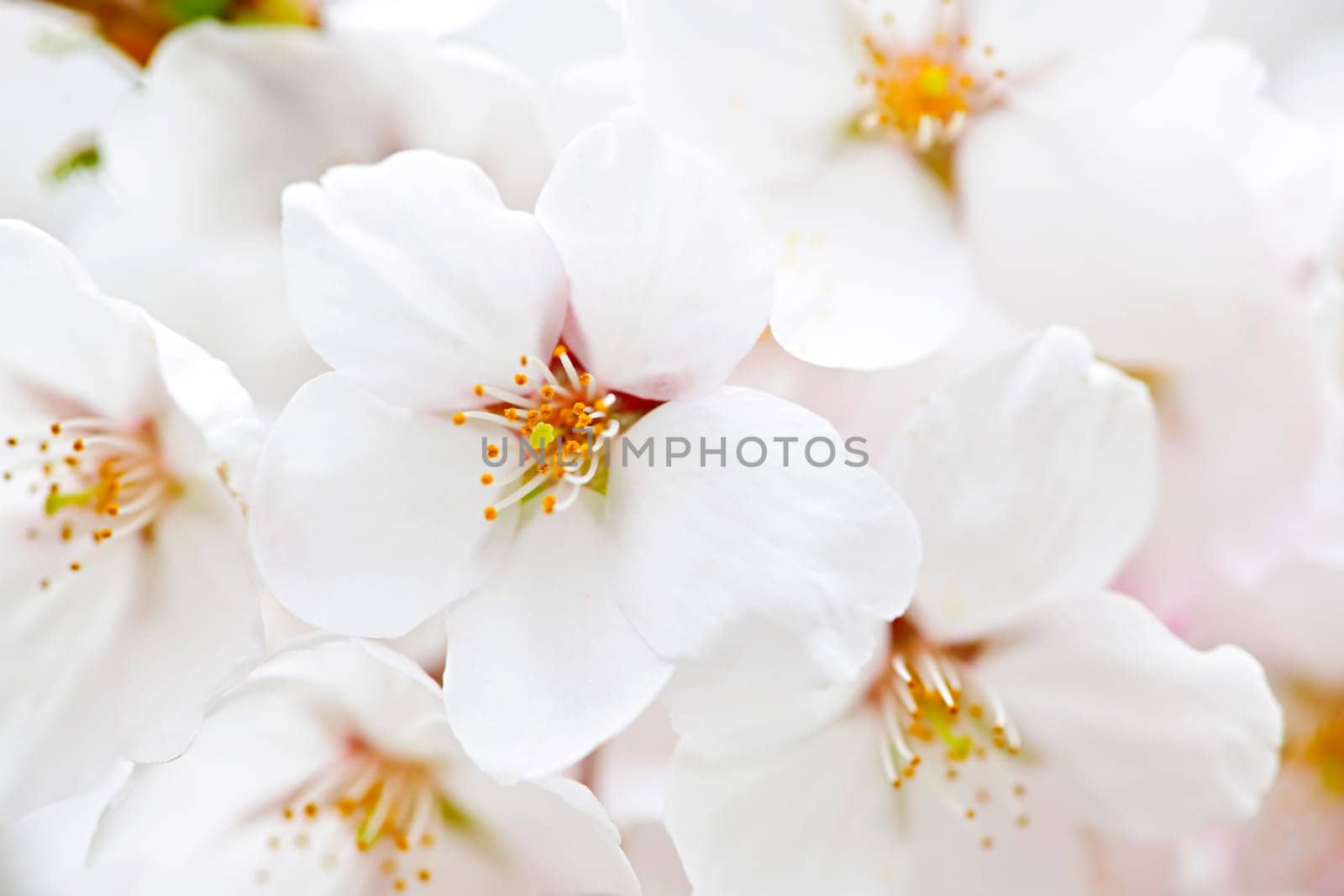Apple blossoms