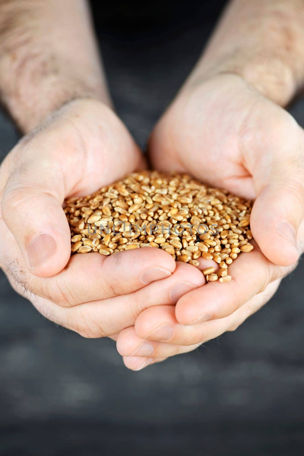 Hands holding grain