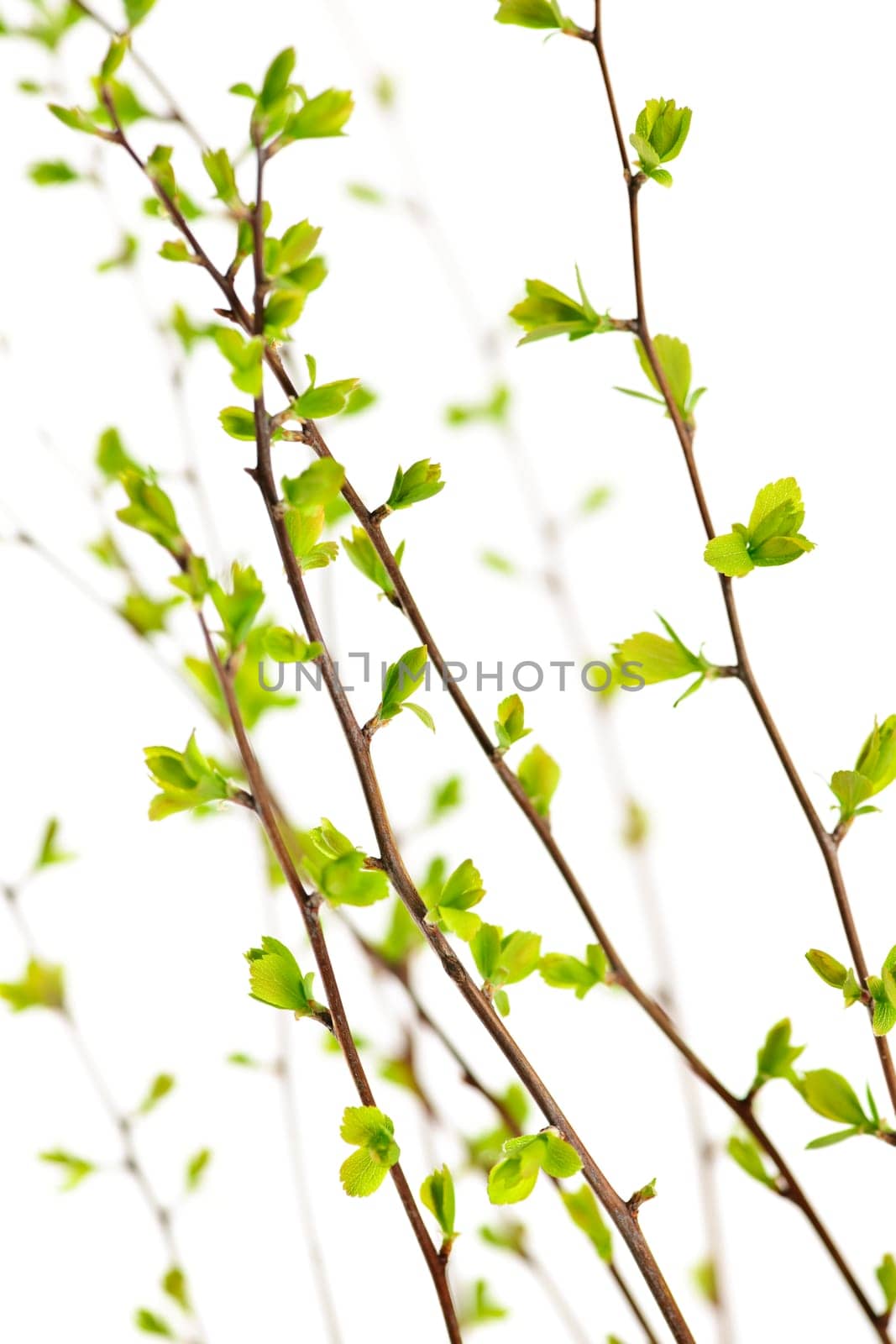 Branches with green spring leaves