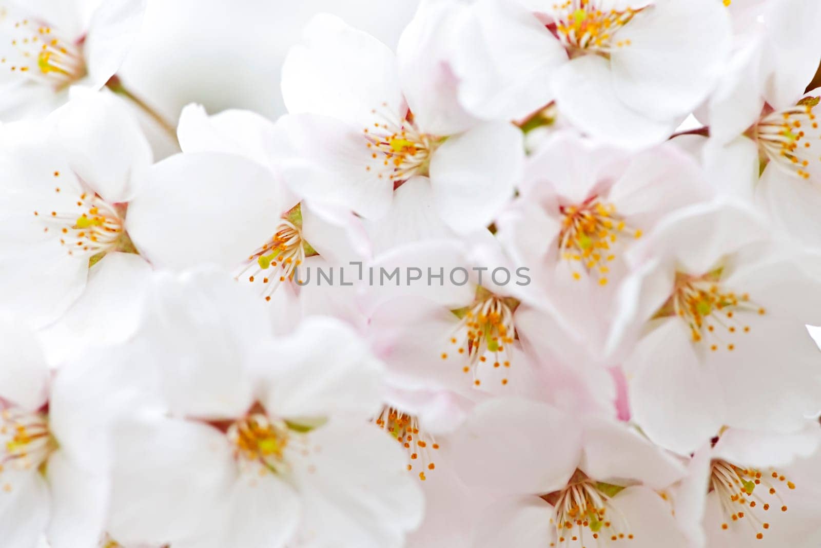 Apple blossoms
