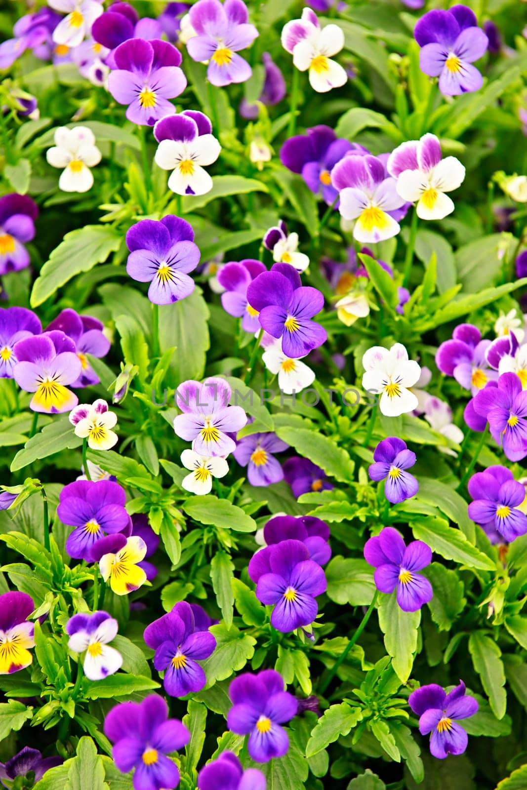 Pansies