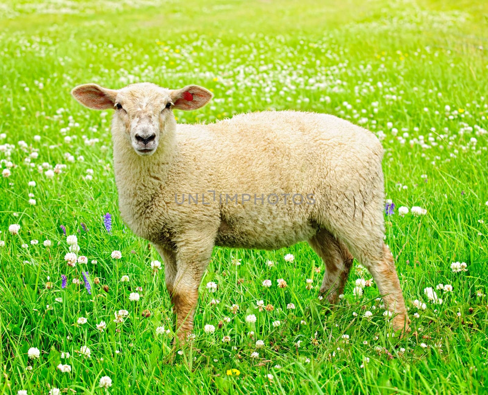 Cute young sheep