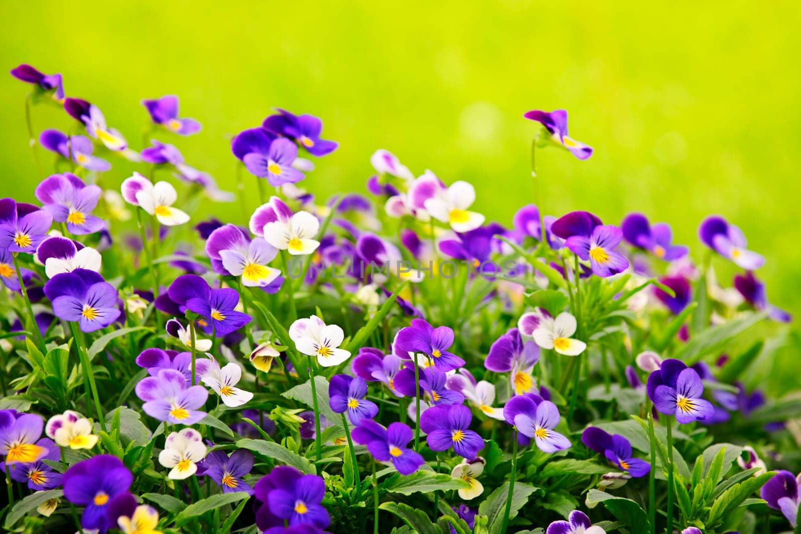 Pansies