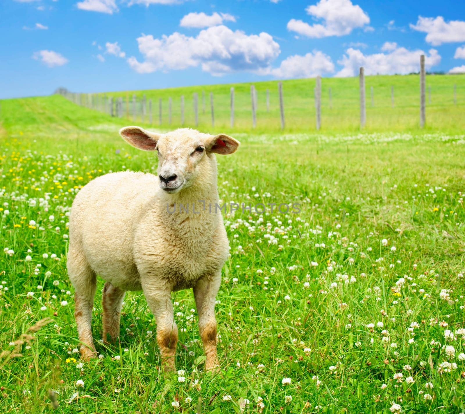 Cute young sheep