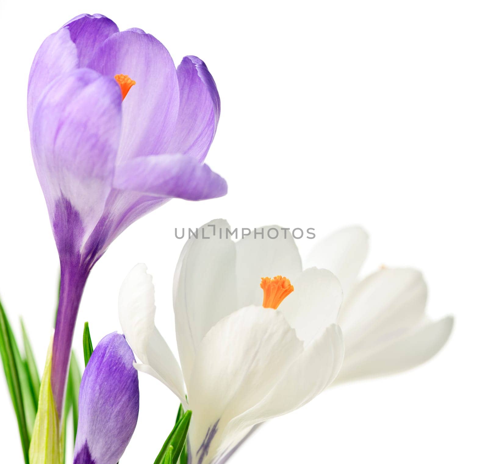 Spring crocus flowers