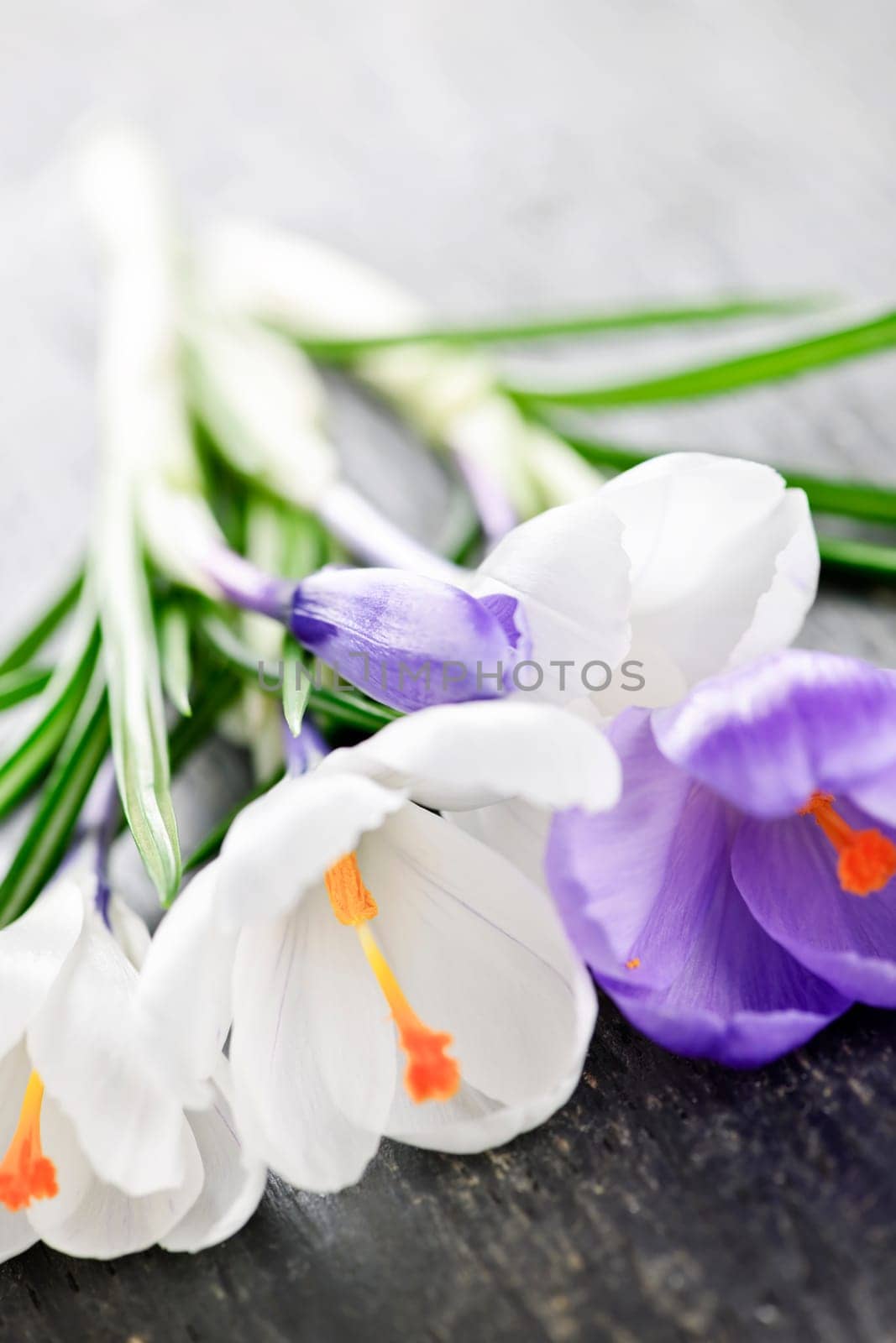 Spring crocus flowers