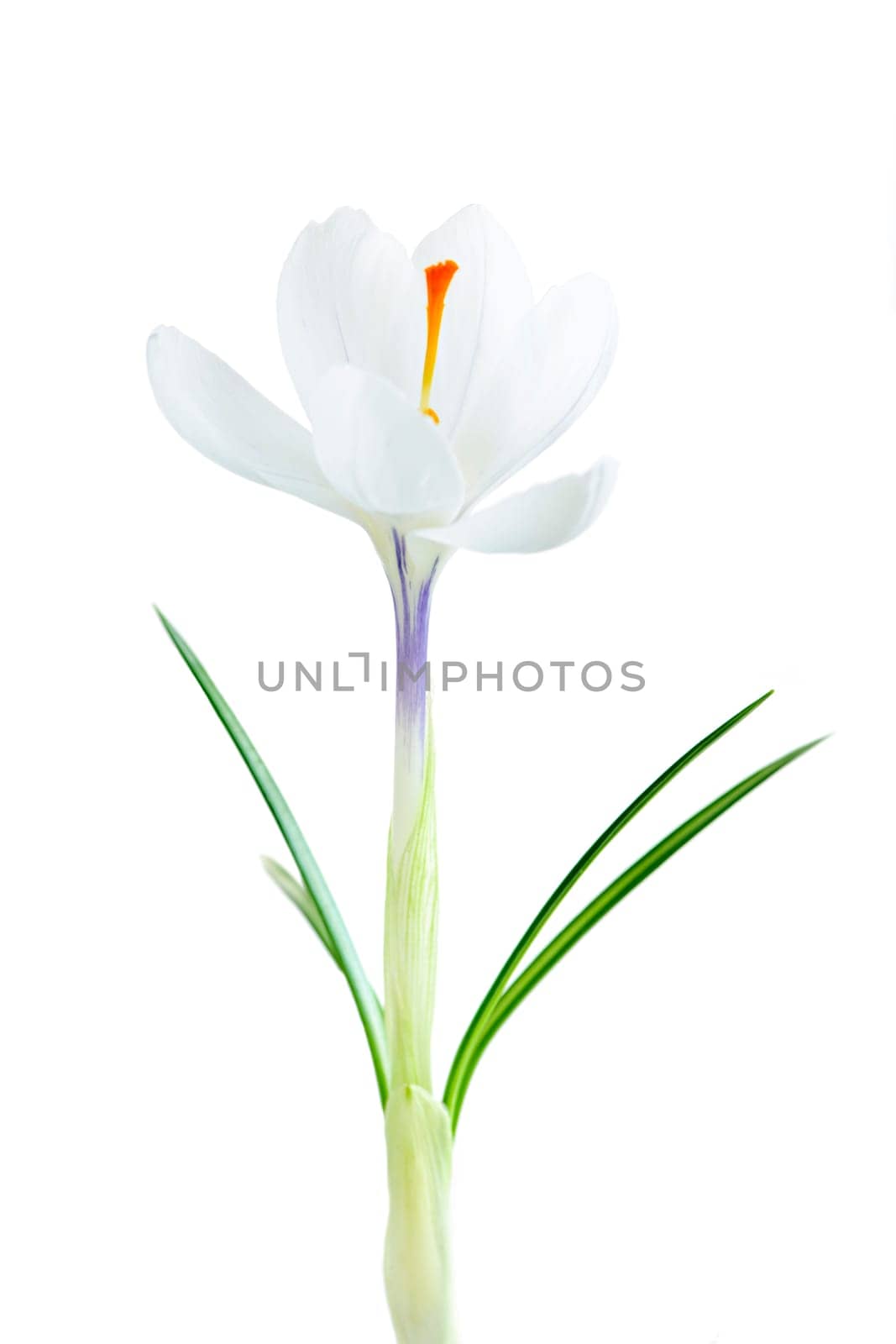 Spring crocus flower