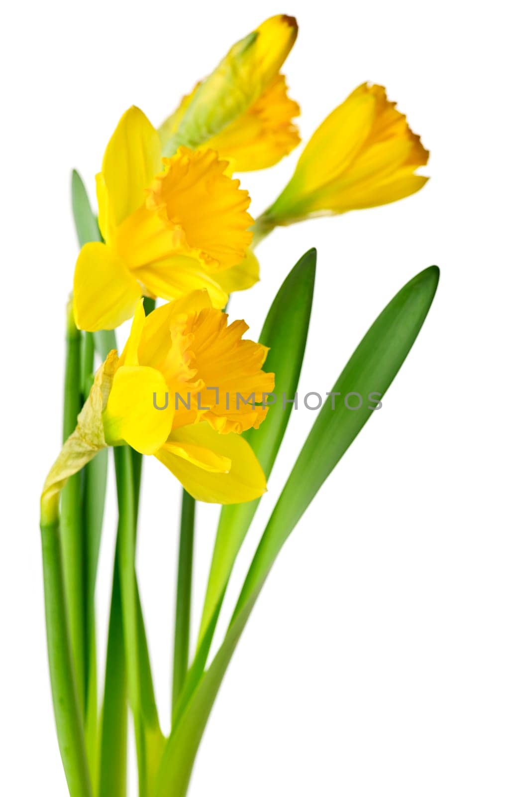 Spring yellow daffodils