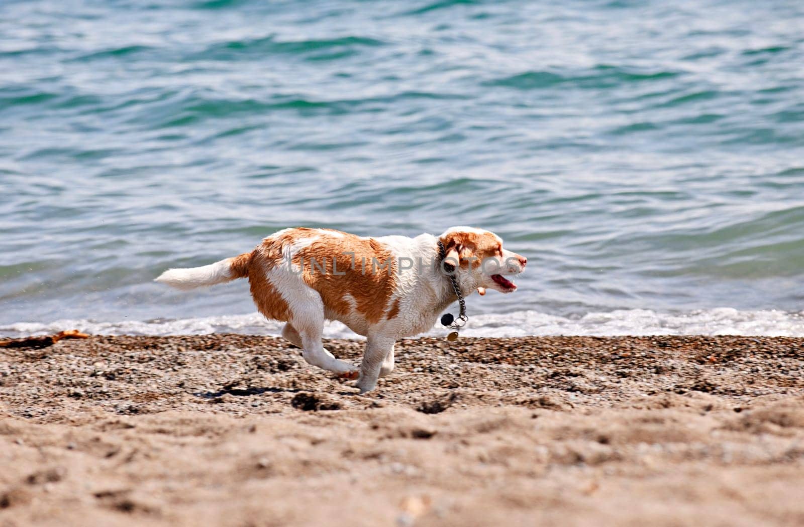 Dog running on beach