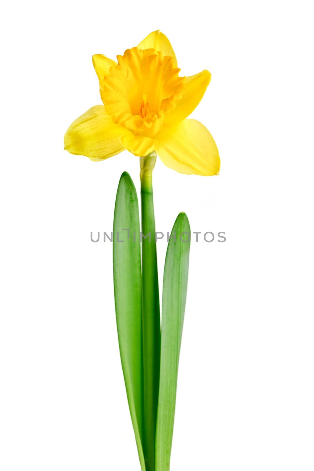 Spring yellow daffodil