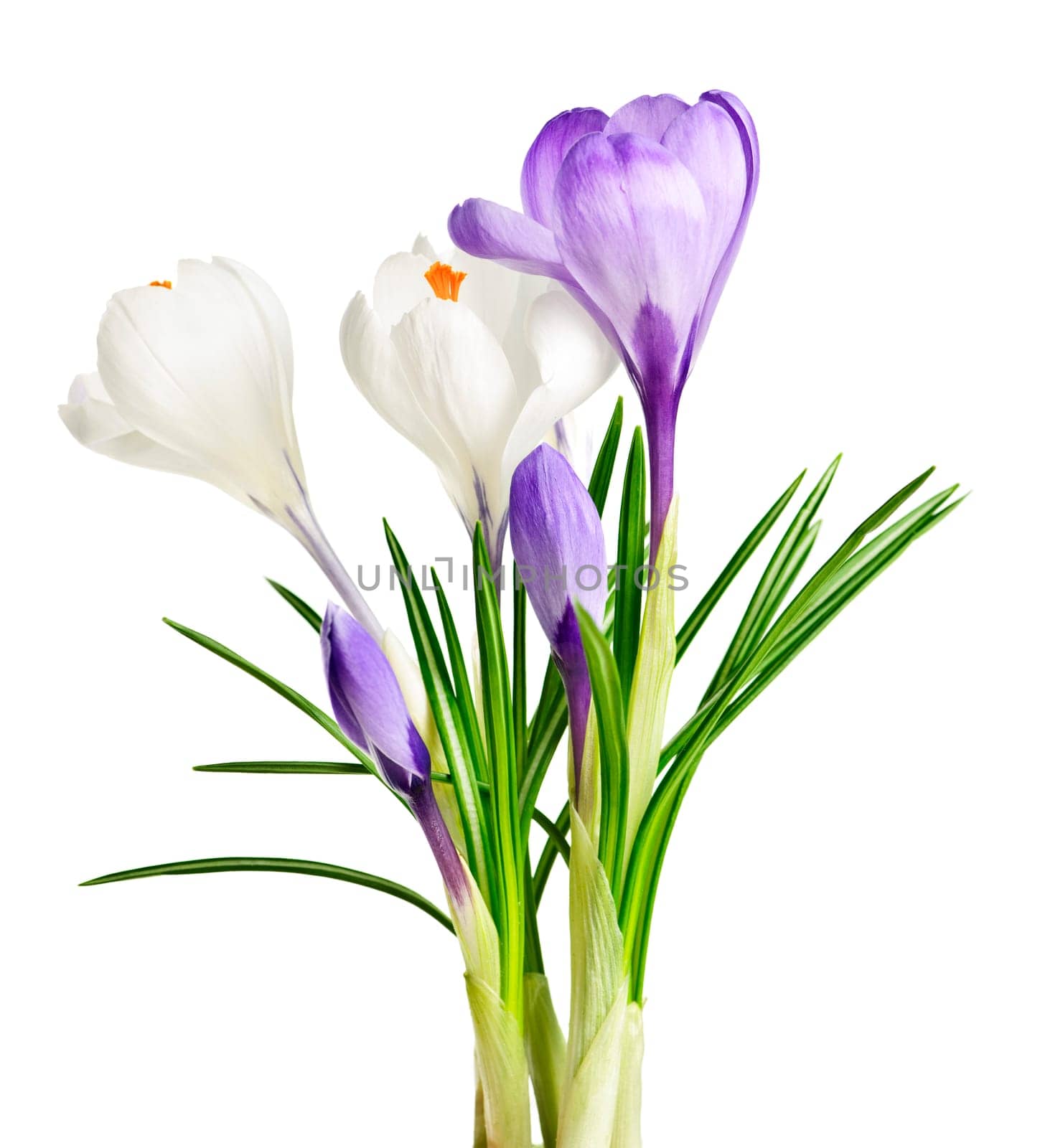 Spring crocus flowers