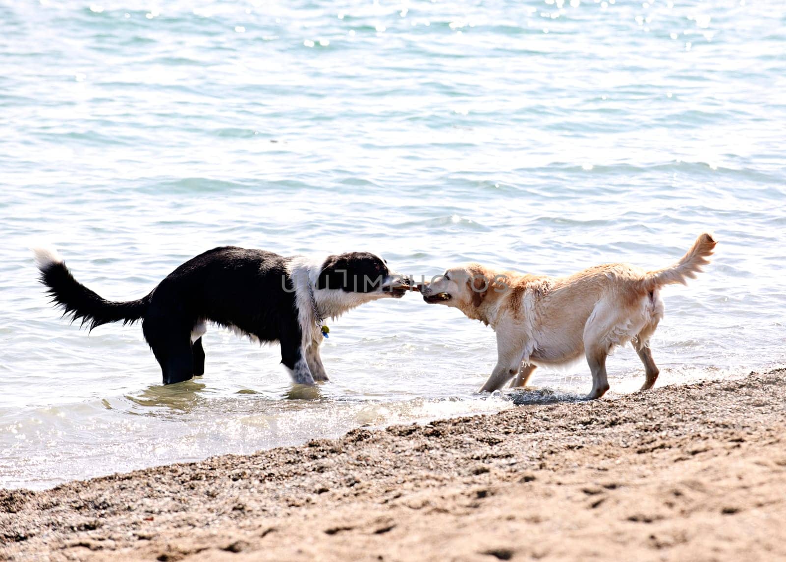 Two dogs playing on beach