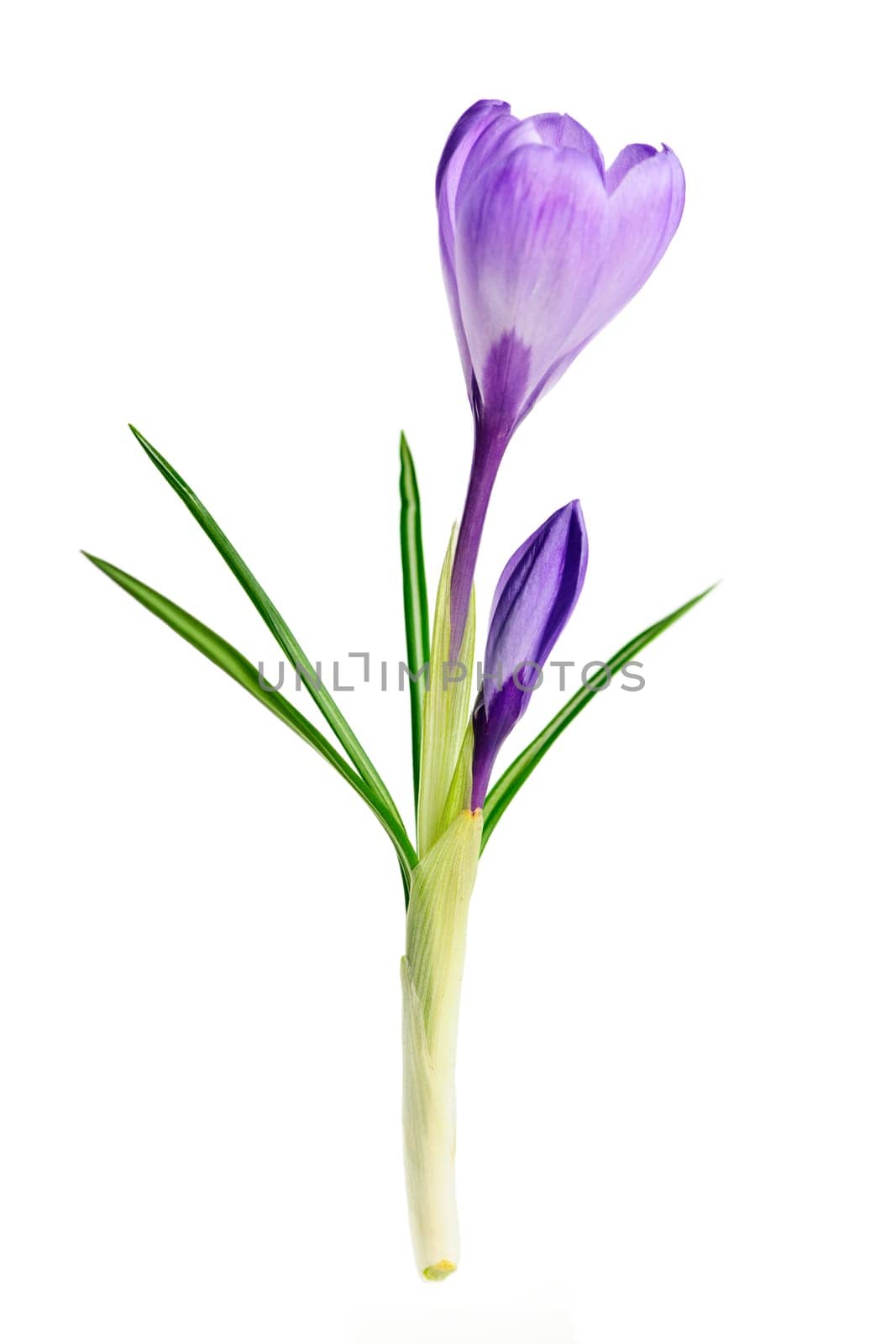 Spring crocus flower