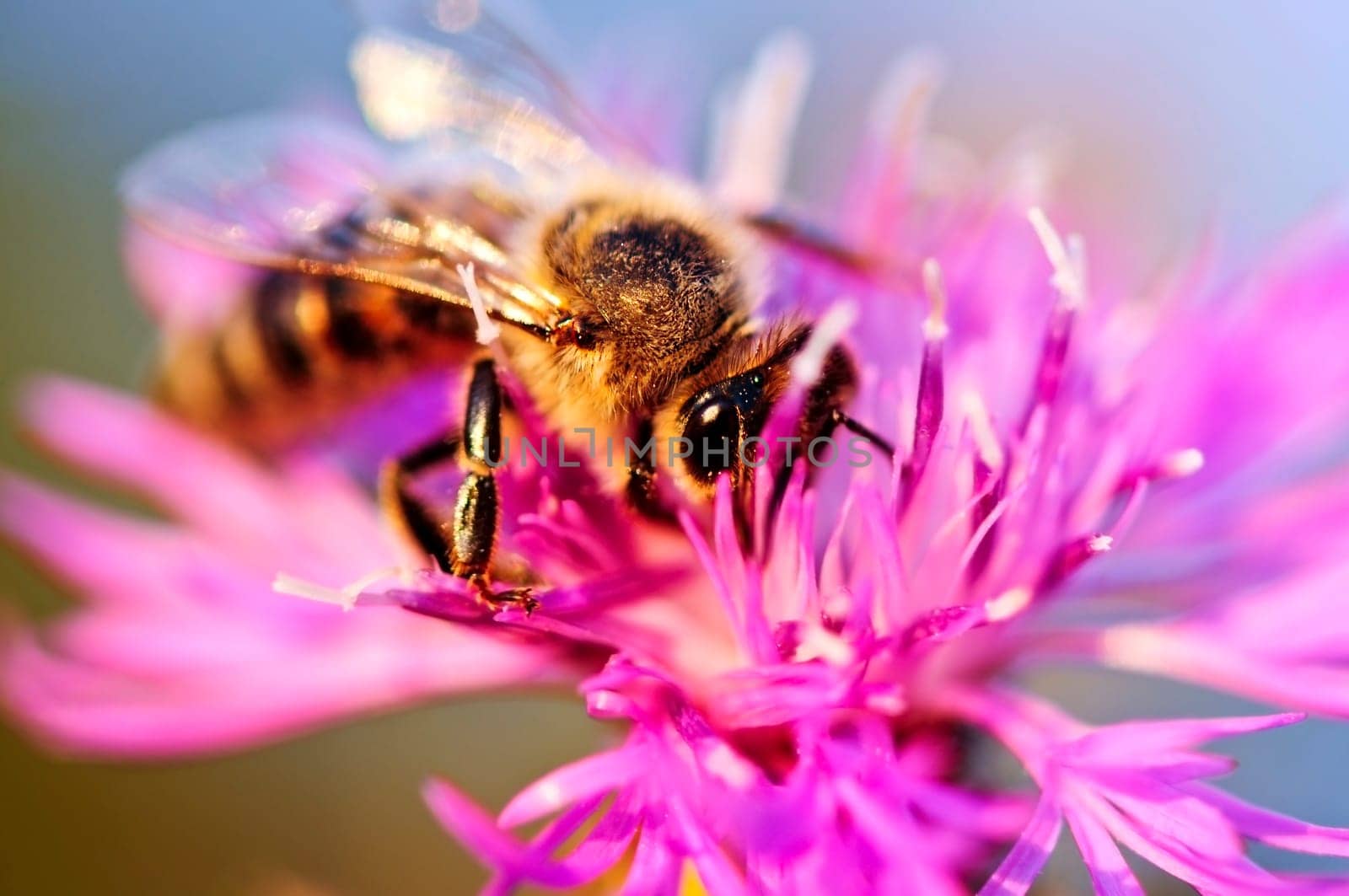 Honey bee on Knapweed
