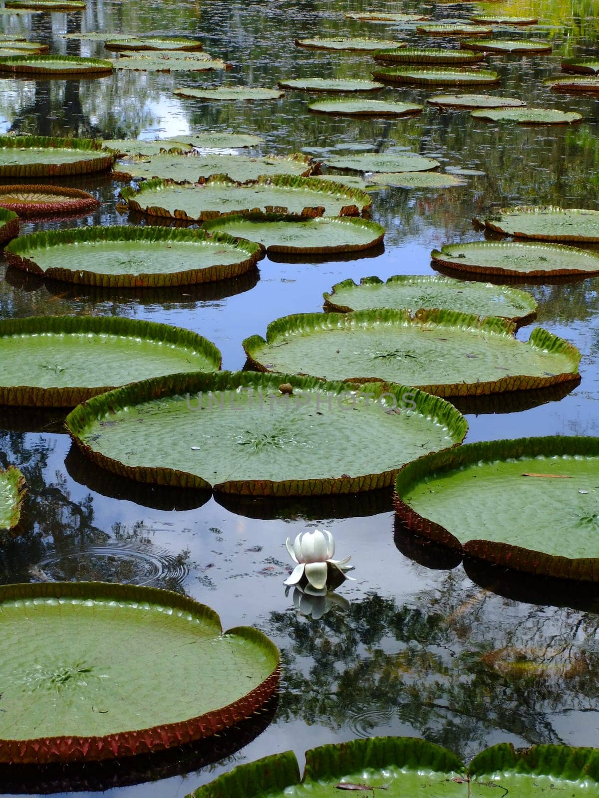 Giant Water Lily Victoria Regia