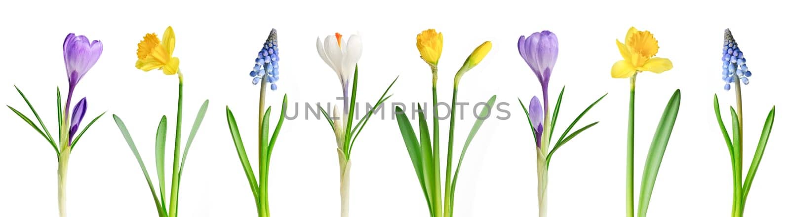 Spring flowers in a row