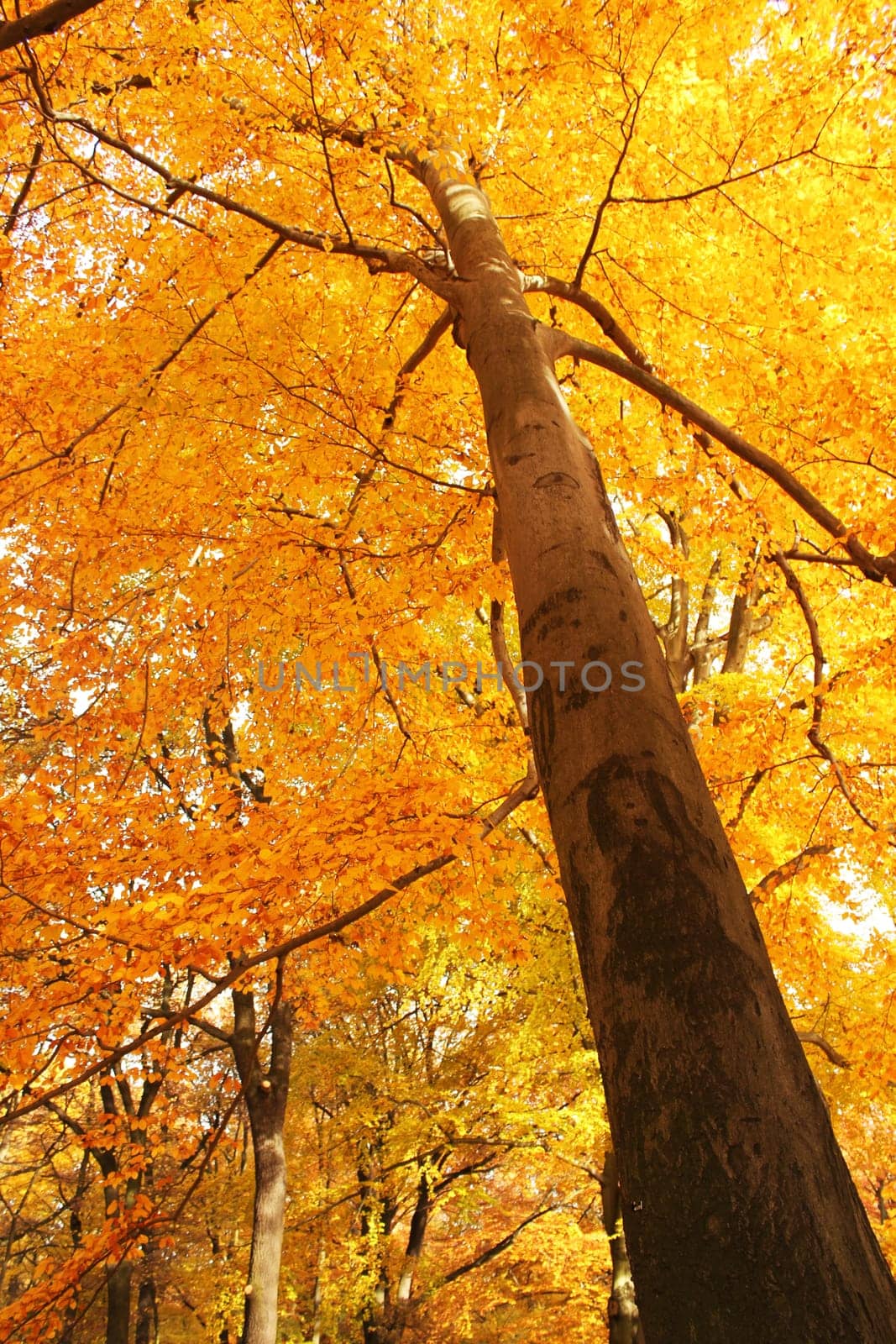 autumn