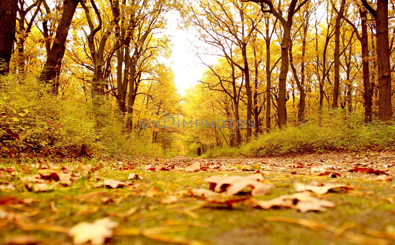 autumn