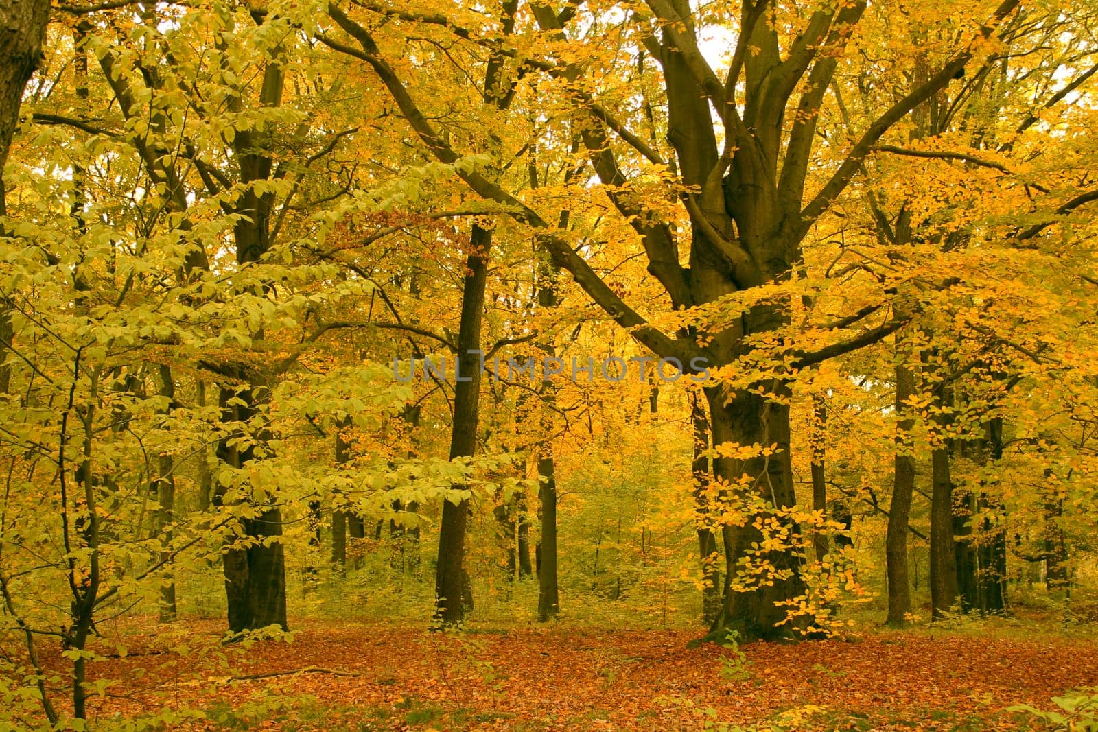 autumn