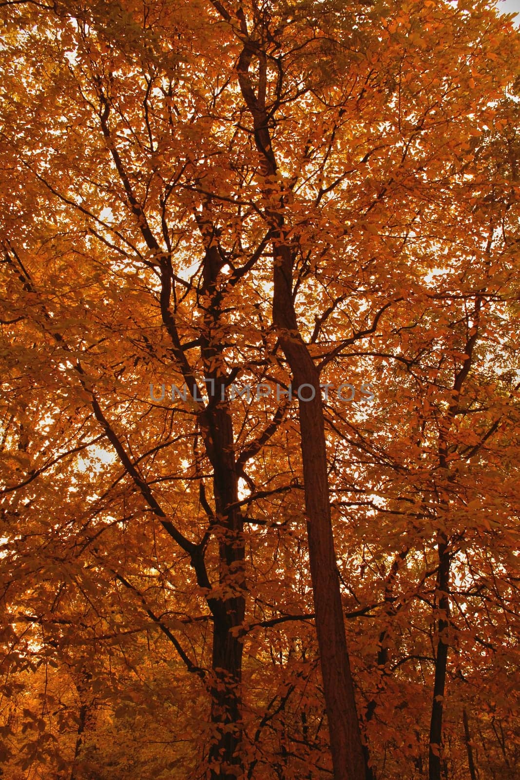 autumn