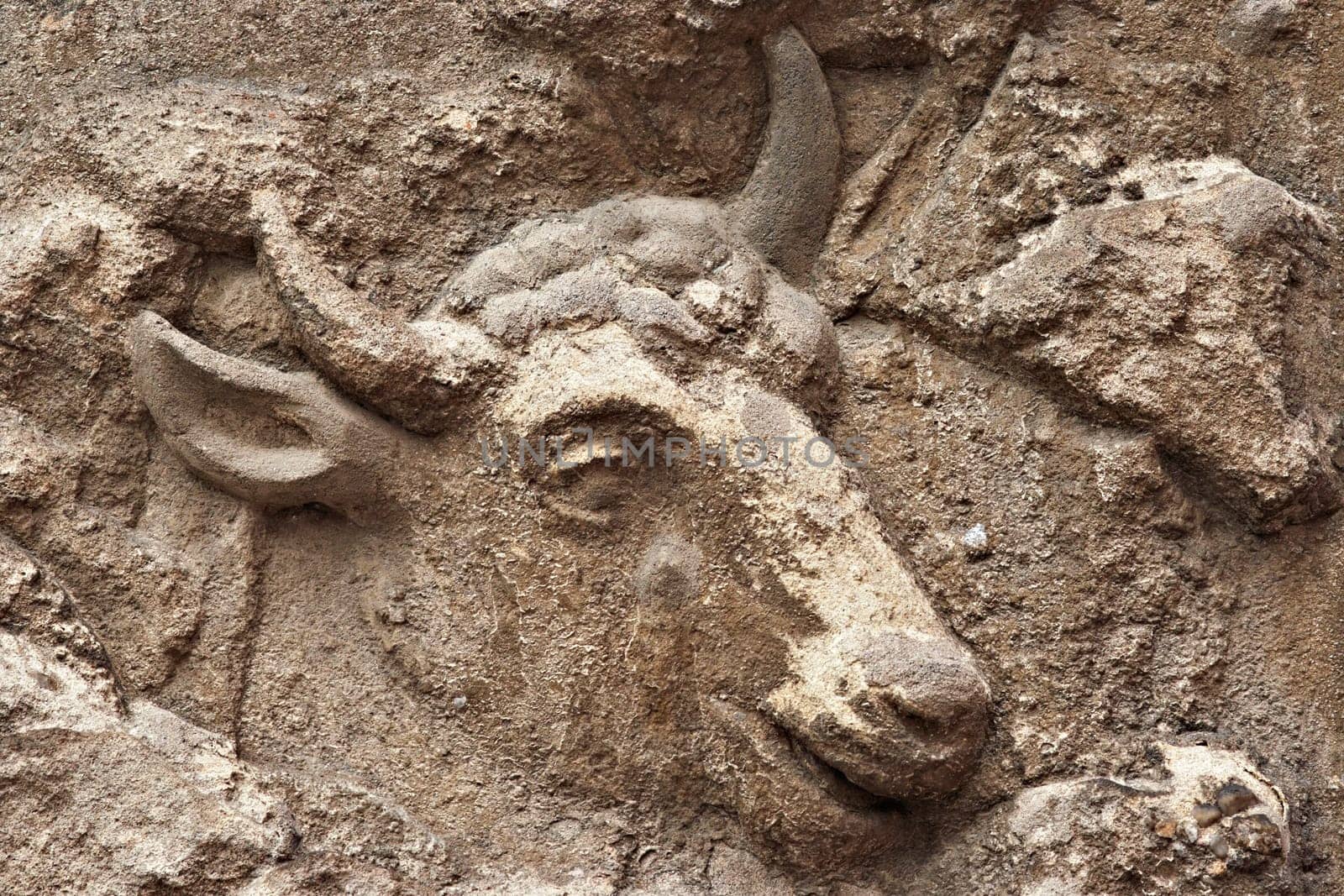 bull head