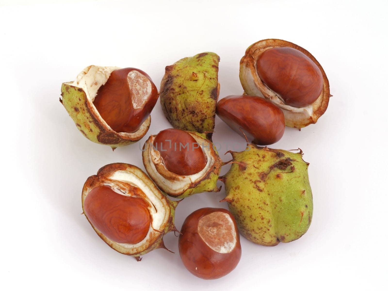Conker or horse-chestnut.
