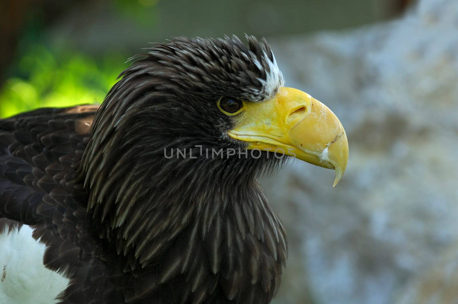 Giant White-tailed Eagle