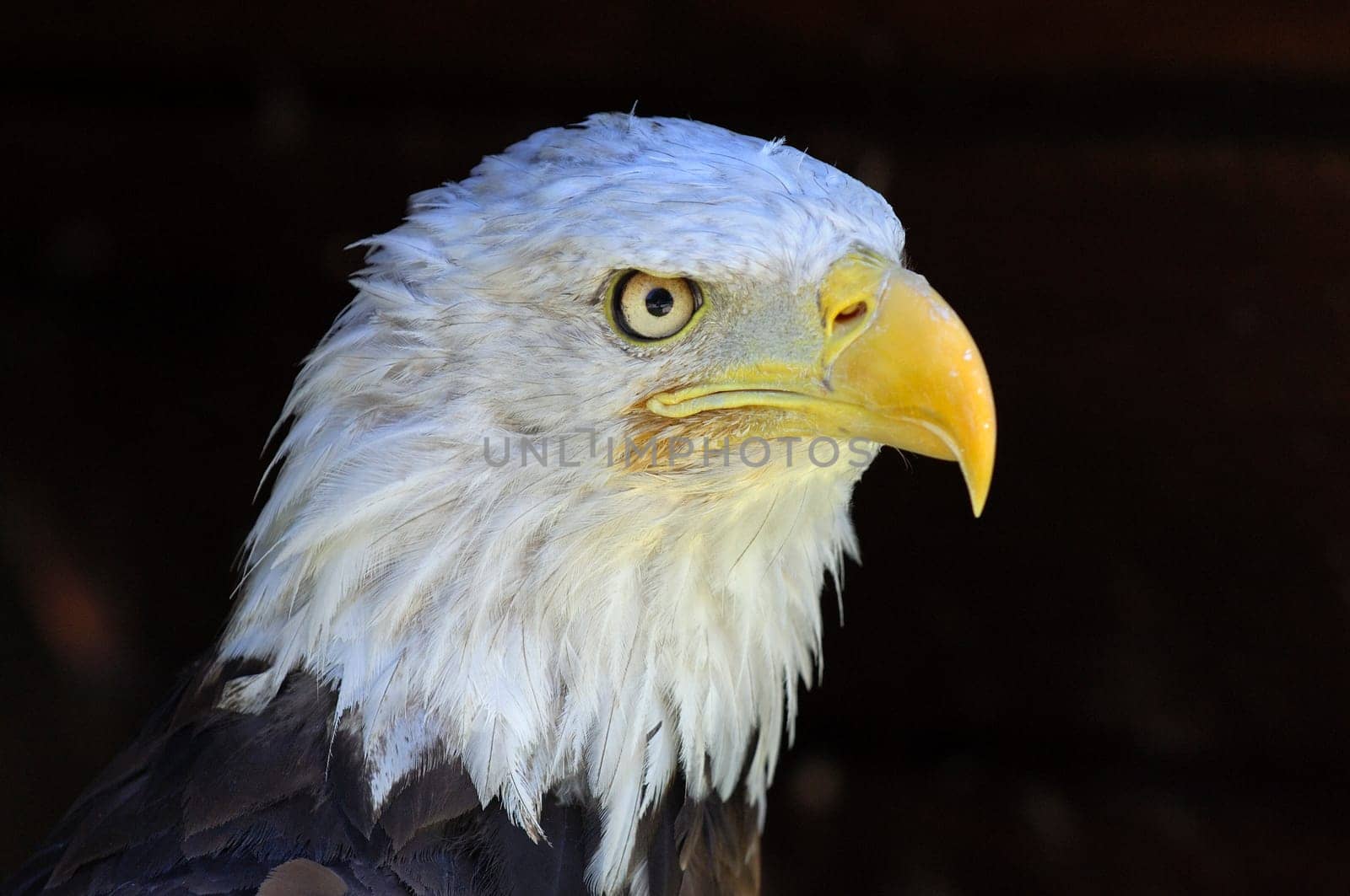 Bald eagle