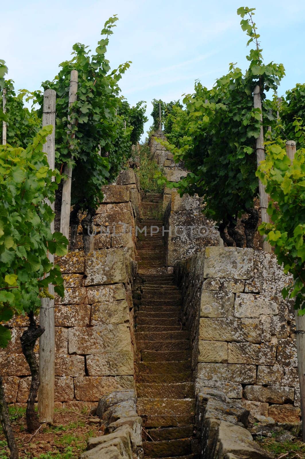 Vineyard