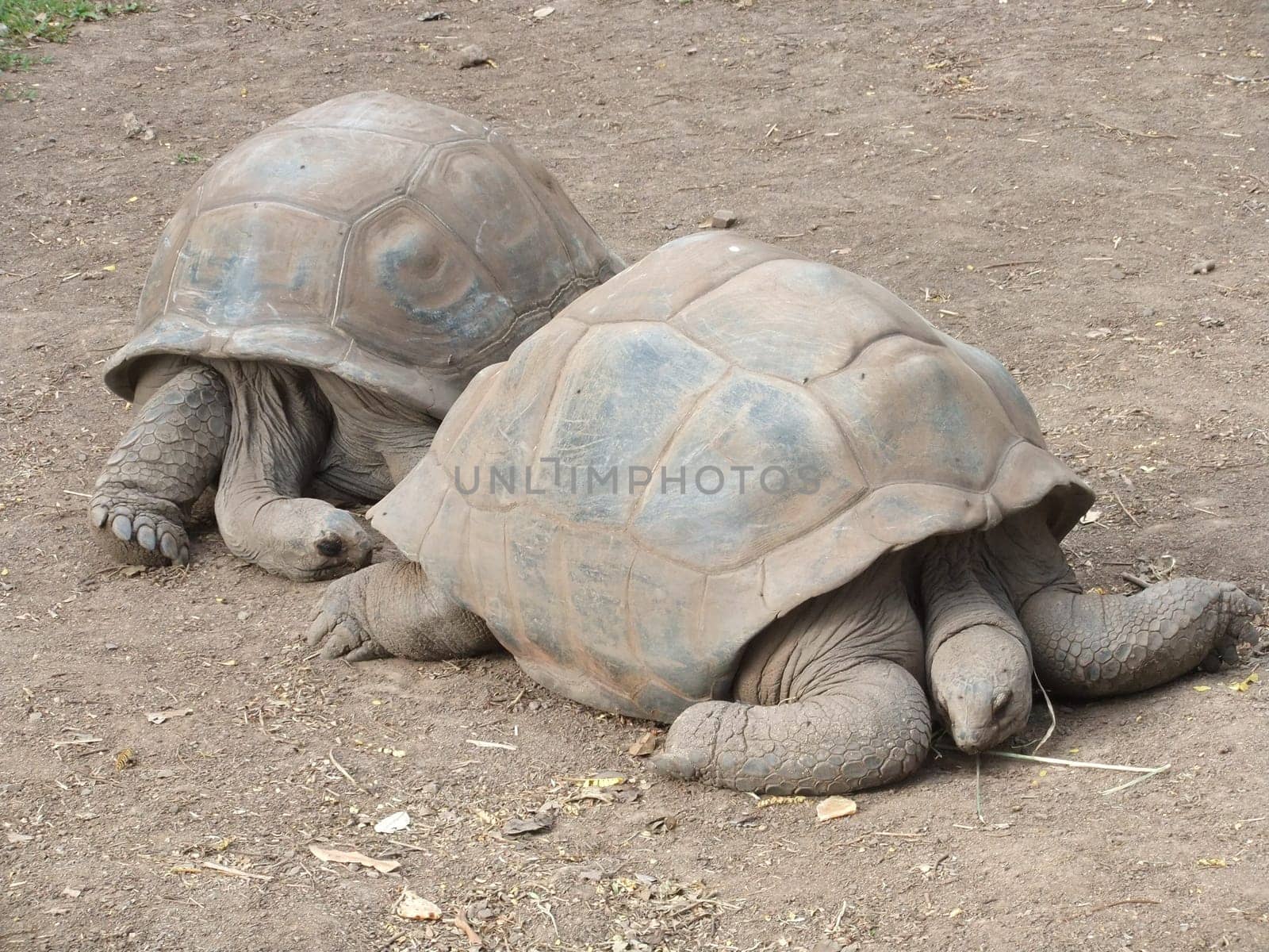 Aldabra Giant Tortoise