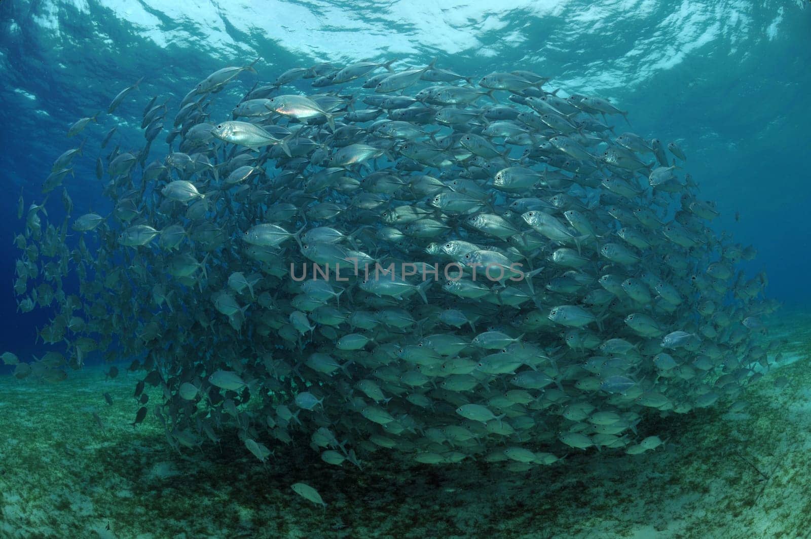 School of jackfish over a seagrass meadow