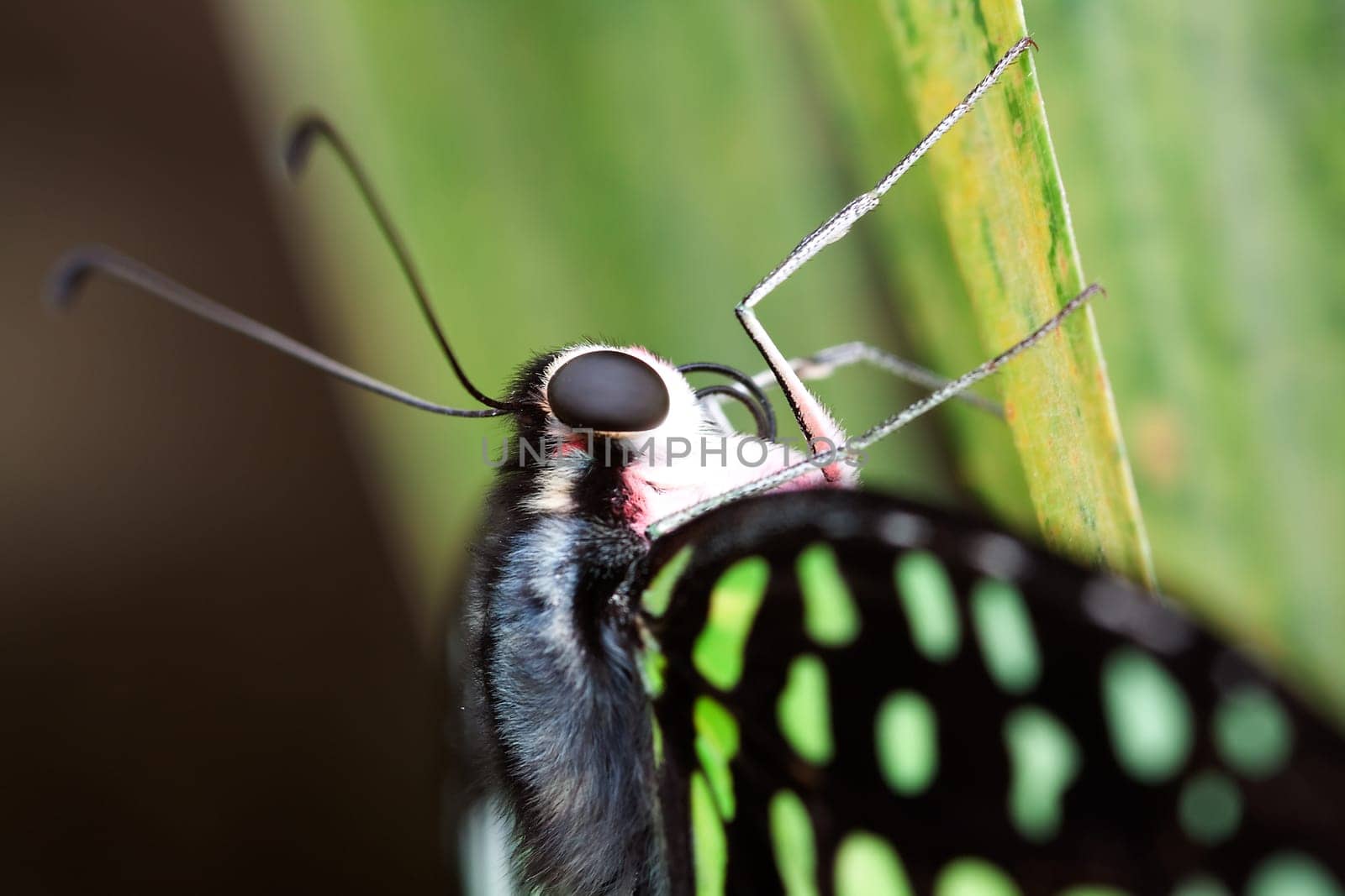 Graphium Agamemnon