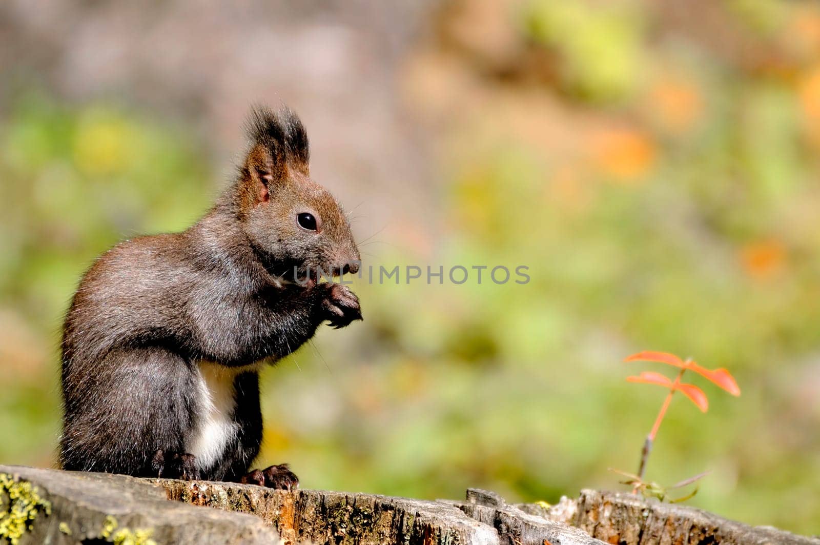 Forest Squirrel I
