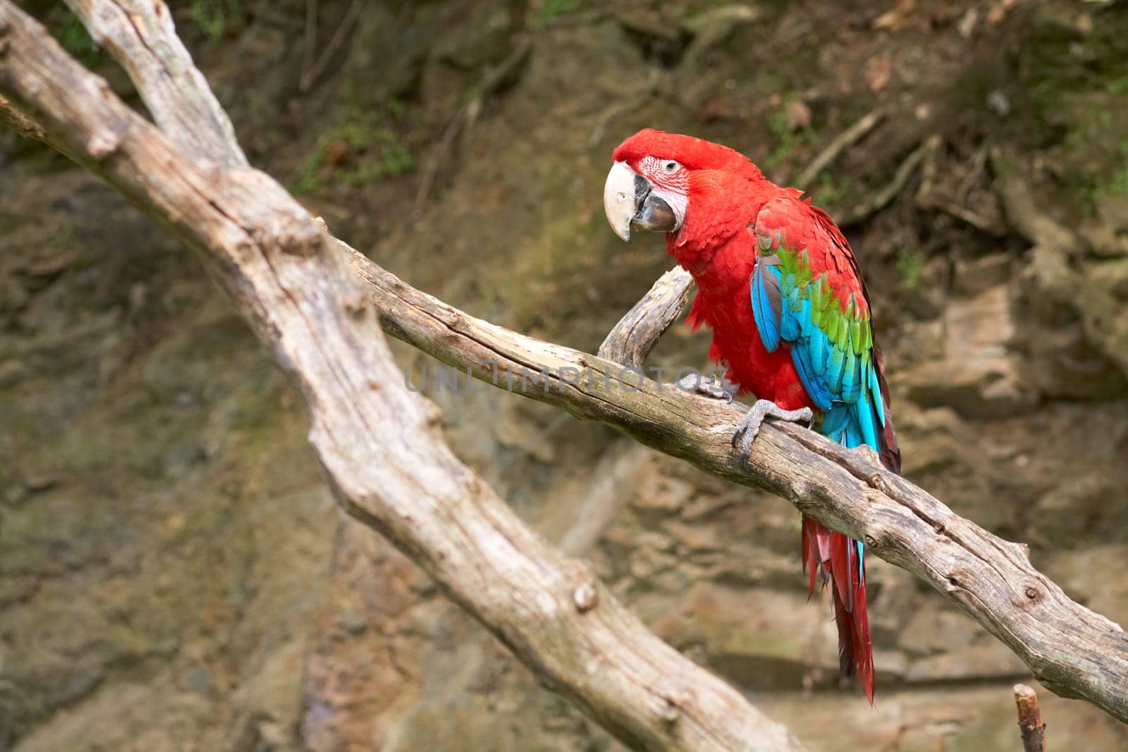 macaw on the branch