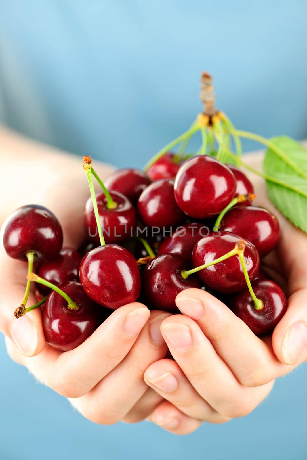 Hands holding bunch of cherries