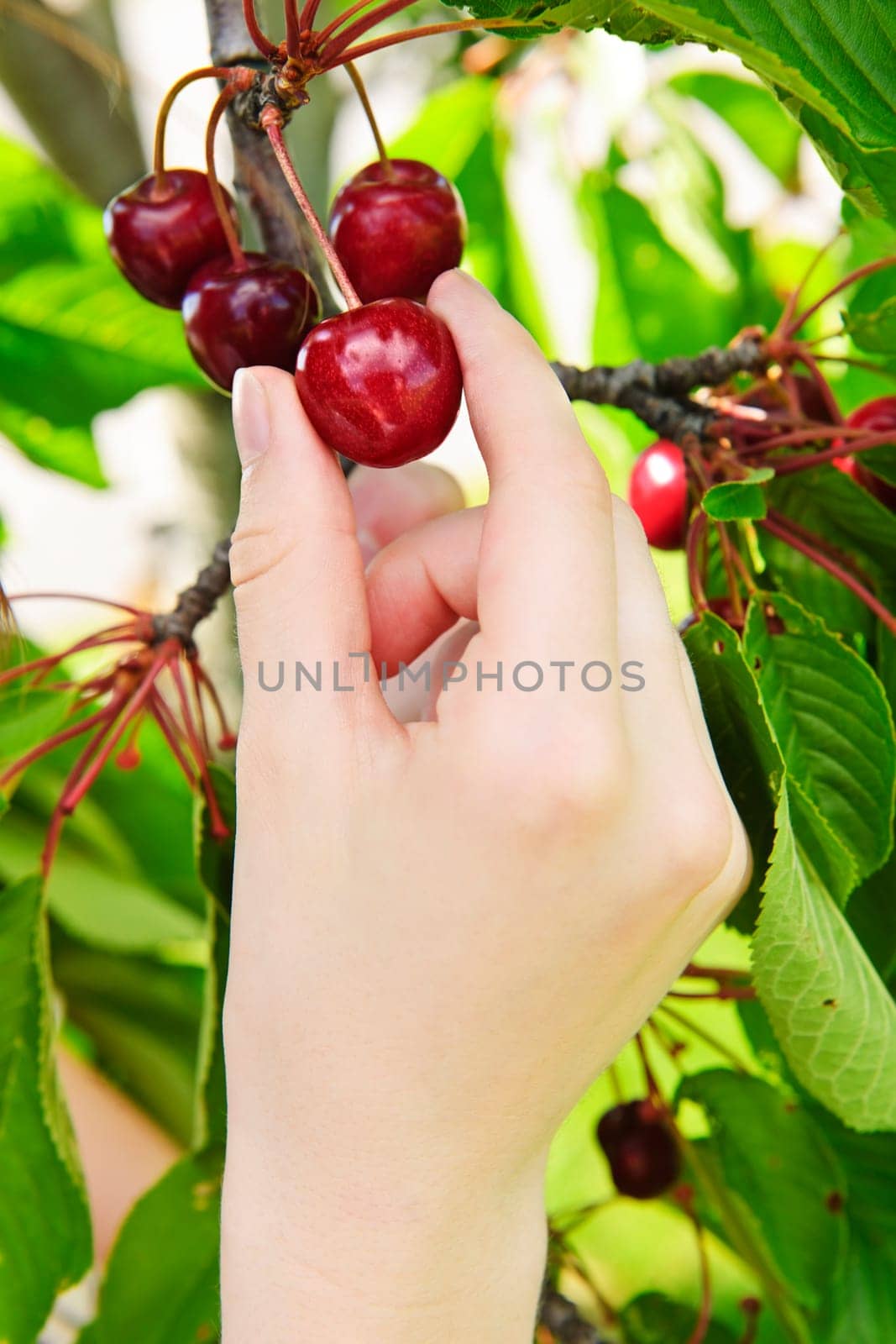 Hand picking cherries