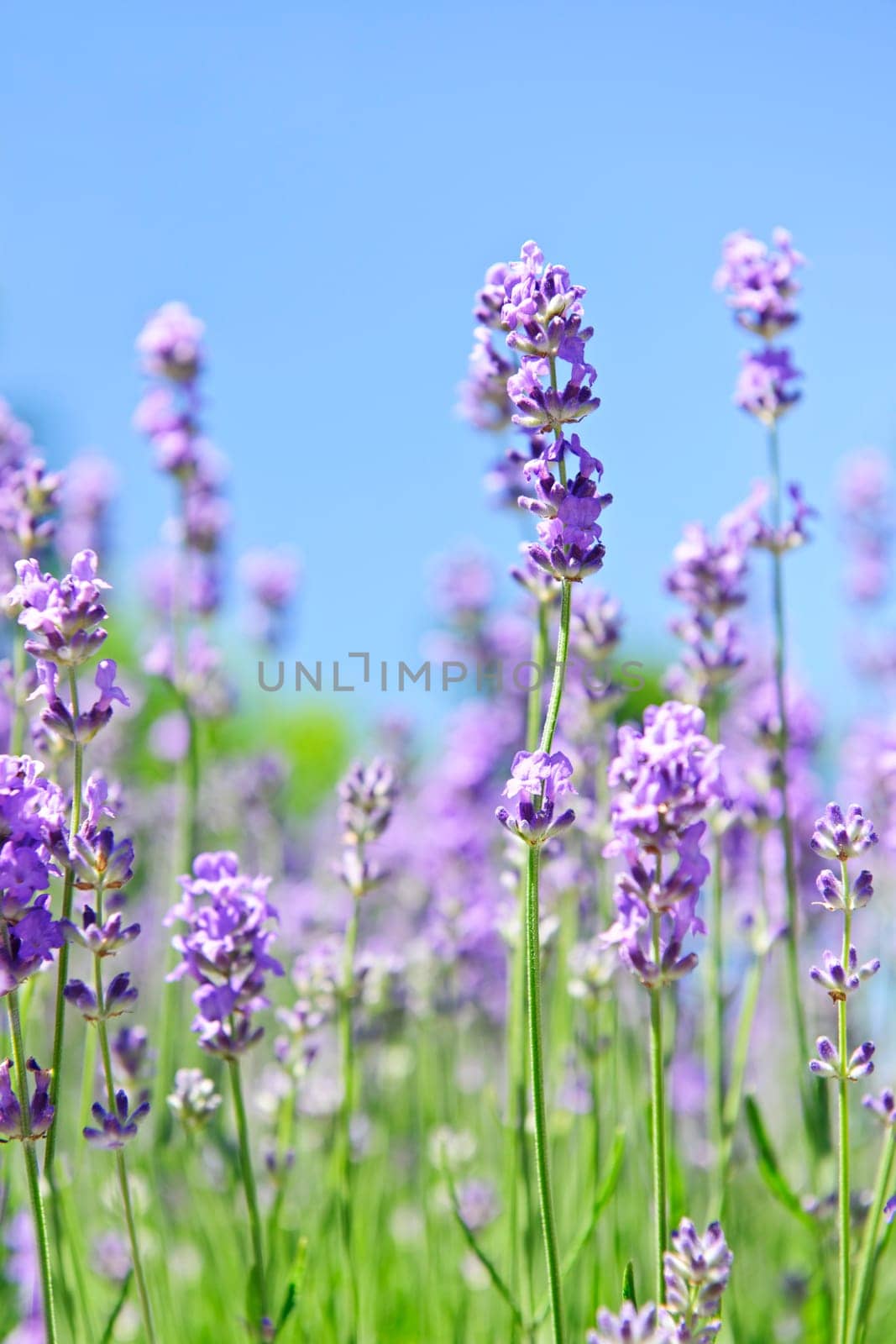 Lavender blooming in a garden
