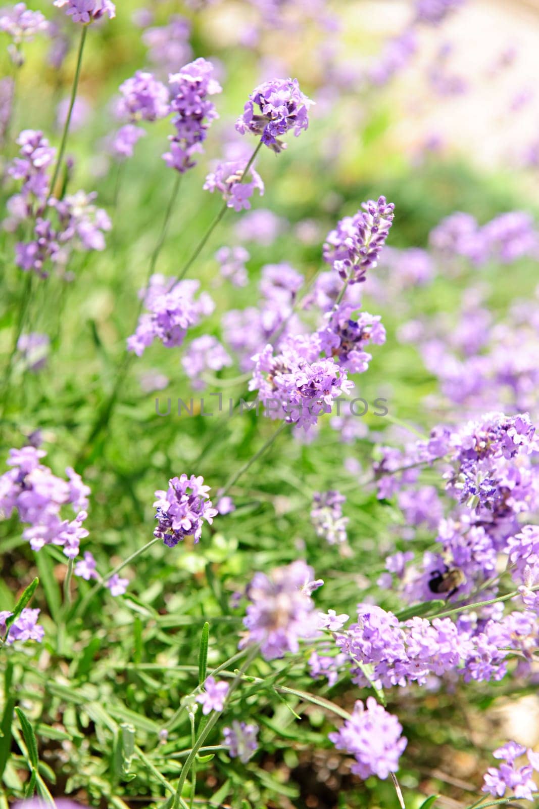 Lavender blooming in a garden